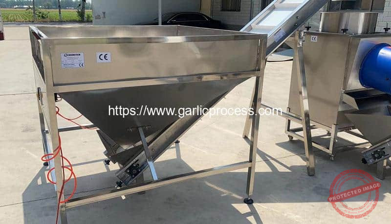 Chain-Type-Garlic-Breaking-Machine-Big-Hopper-for-Italy